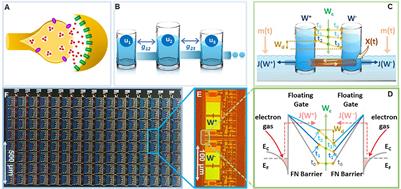 On-device synaptic memory consolidation using Fowler-Nordheim quantum-tunneling